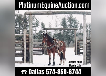 American Quarter Horse, Castrone, 8 Anni, 160 cm, Baio ciliegia