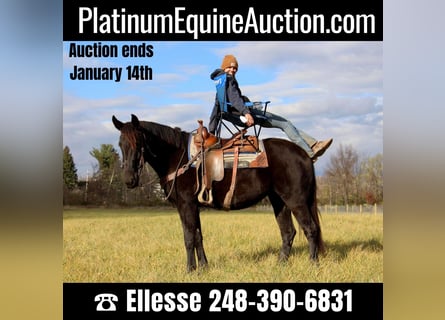 American Quarter Horse, Castrone, 8 Anni, 160 cm, Morello