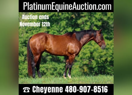 American Quarter Horse, Castrone, 8 Anni, 163 cm, Baio ciliegia