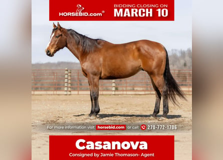 American Quarter Horse, Castrone, 8 Anni, 163 cm, Baio ciliegia