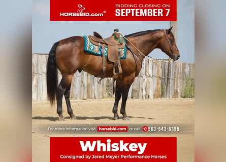 American Quarter Horse, Castrone, 8 Anni, Baio ciliegia