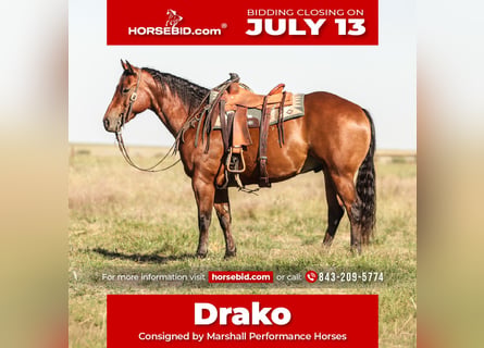 American Quarter Horse, Castrone, 8 Anni, Baio ciliegia