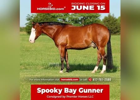 American Quarter Horse, Castrone, 8 Anni, Baio ciliegia