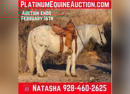 American Quarter Horse, Castrone, 8 Anni, Bianco