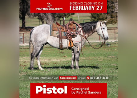 American Quarter Horse, Castrone, 8 Anni, Grigio