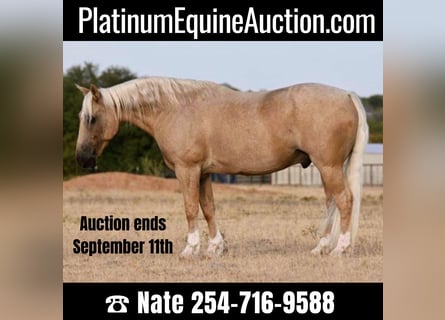 American Quarter Horse, Castrone, 8 Anni, Palomino