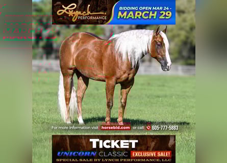 American Quarter Horse, Castrone, 8 Anni, Palomino