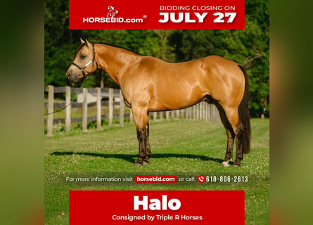 American Quarter Horse, Castrone, 8 Anni, Pelle di daino