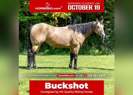 American Quarter Horse, Castrone, 8 Anni, Pelle di daino