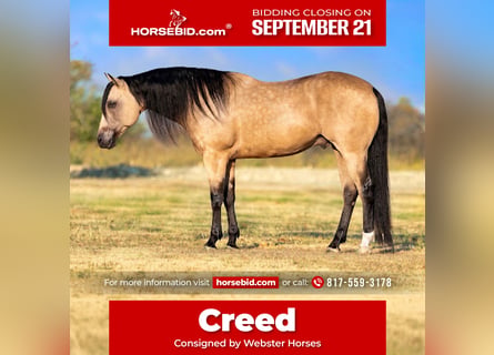 American Quarter Horse, Castrone, 8 Anni, Pelle di daino