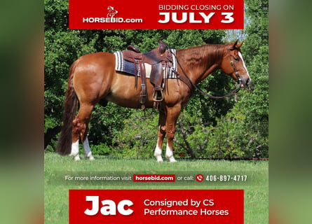 American Quarter Horse, Castrone, 8 Anni, Sauro ciliegia