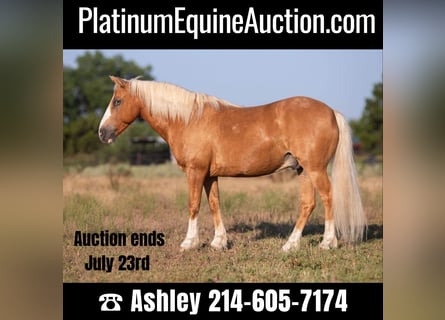 American Quarter Horse, Castrone, 9 Anni, 124 cm, Palomino