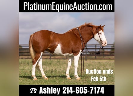 American Quarter Horse, Castrone, 9 Anni, 132 cm, Sauro ciliegia
