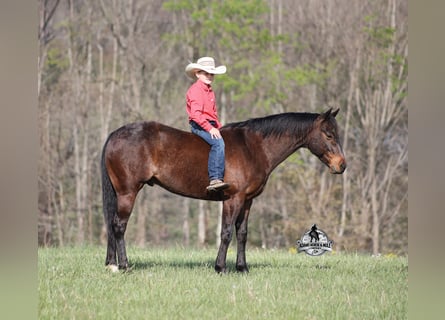 American Quarter Horse, Castrone, 9 Anni, 143 cm, Baio roano