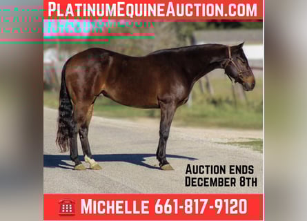 American Quarter Horse, Castrone, 9 Anni, 145 cm, Baio ciliegia