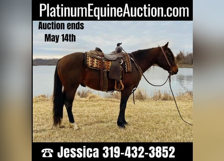 American Quarter Horse, Castrone, 9 Anni, 145 cm, Baio ciliegia