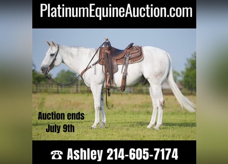 American Quarter Horse, Castrone, 9 Anni, 145 cm, Grigio