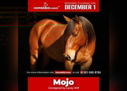 American Quarter Horse, Castrone, 9 Anni, 147 cm, Baio ciliegia