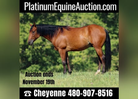 American Quarter Horse, Castrone, 9 Anni, 147 cm, Baio ciliegia