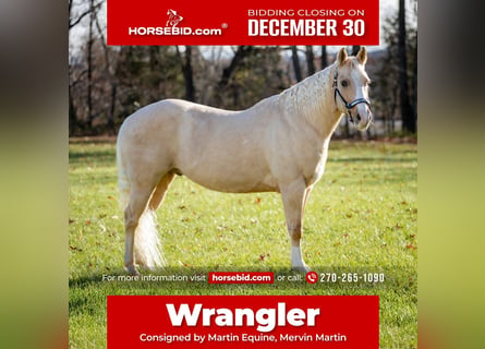 American Quarter Horse, Castrone, 9 Anni, 147 cm, Palomino