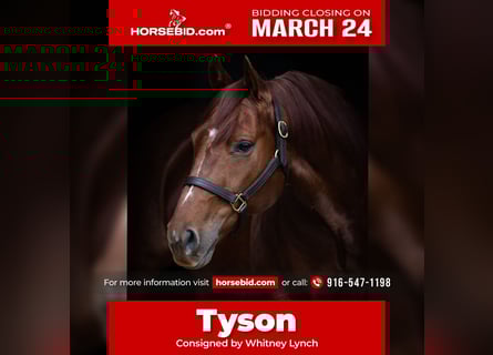 American Quarter Horse, Castrone, 9 Anni, 147 cm, Sauro ciliegia