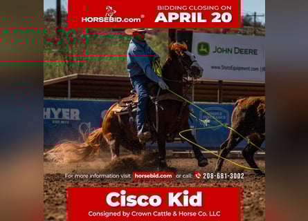 American Quarter Horse, Castrone, 9 Anni, 147 cm, Sauro ciliegia