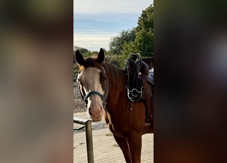 American Quarter Horse, Castrone, 9 Anni, 149 cm, Sauro