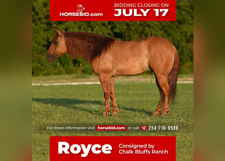 American Quarter Horse, Castrone, 9 Anni, 150 cm, Falbo