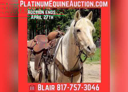 American Quarter Horse, Castrone, 9 Anni, 150 cm, Palomino
