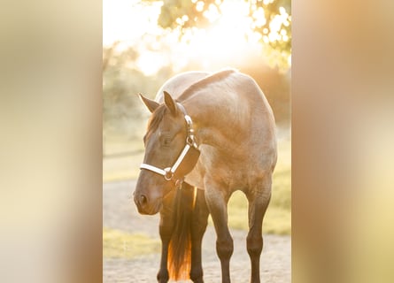 American Quarter Horse, Castrone, 9 Anni, 150 cm, Roano blu