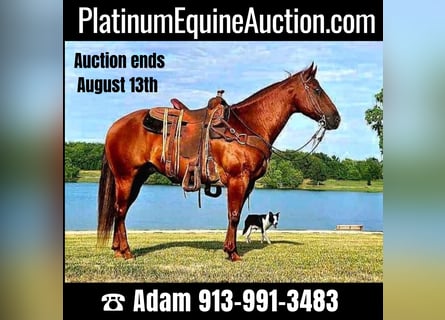 American Quarter Horse, Castrone, 9 Anni, 150 cm, Sauro scuro
