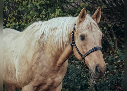 American Quarter Horse, Castrone, 9 Anni, 151 cm, Palomino