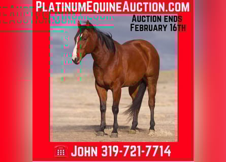 American Quarter Horse, Castrone, 9 Anni, 152 cm, Baio ciliegia