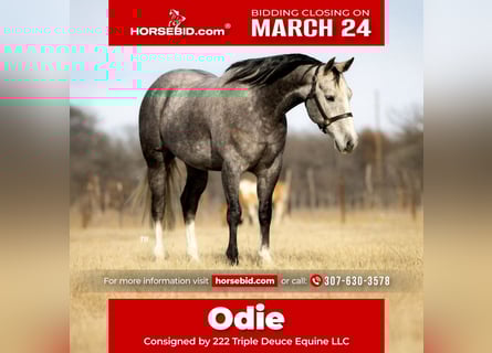 American Quarter Horse, Castrone, 9 Anni, 152 cm, Grigio pezzato