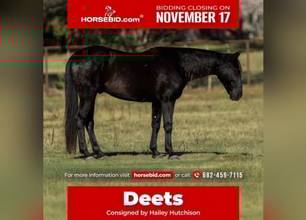 American Quarter Horse, Castrone, 9 Anni, 152 cm, Morello