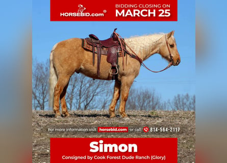 American Quarter Horse, Castrone, 9 Anni, 152 cm, Palomino