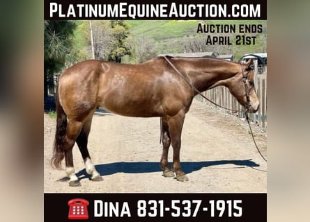 American Quarter Horse, Castrone, 9 Anni, 152 cm, Pelle di daino