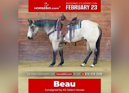 American Quarter Horse, Castrone, 9 Anni, 152 cm, Pelle di daino