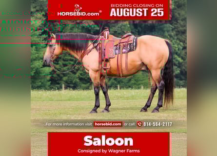 American Quarter Horse, Castrone, 9 Anni, 152 cm, Pelle di daino
