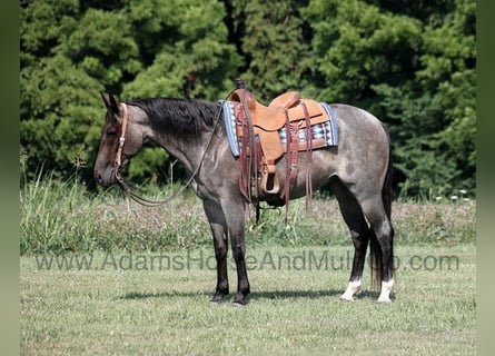 American Quarter Horse, Castrone, 9 Anni, 152 cm, Roano blu