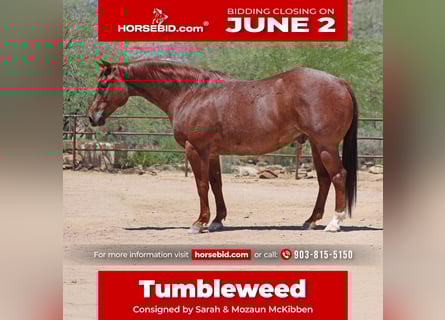 American Quarter Horse, Castrone, 9 Anni, 152 cm, Roano rosso