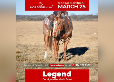 American Quarter Horse, Castrone, 9 Anni, 152 cm, Roano rosso