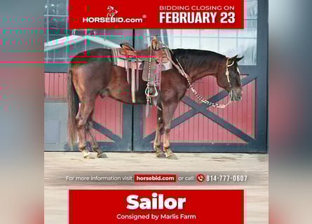American Quarter Horse, Castrone, 9 Anni, 152 cm, Sauro scuro