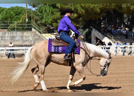 American Quarter Horse, Castrone, 9 Anni, 153 cm, Palomino
