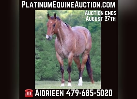 American Quarter Horse, Castrone, 9 Anni, 155 cm, Baio roano