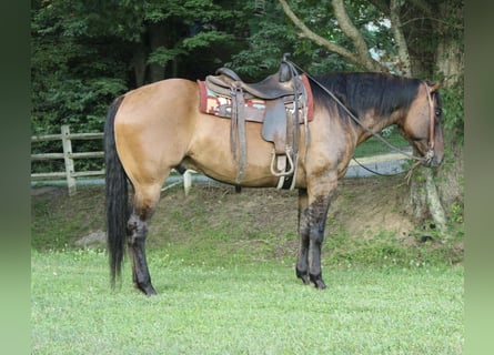 American Quarter Horse, Castrone, 9 Anni, 155 cm, Falbo