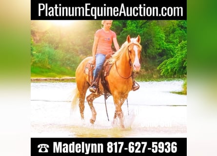 American Quarter Horse, Castrone, 9 Anni, 155 cm, Palomino