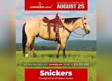 American Quarter Horse, Castrone, 9 Anni, 155 cm, Pelle di daino