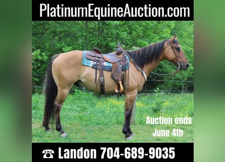 American Quarter Horse, Castrone, 9 Anni, 155 cm, Pelle di daino