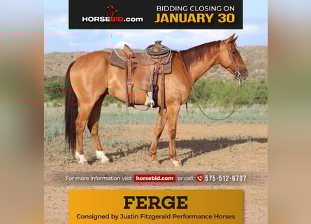American Quarter Horse, Castrone, 9 Anni, 155 cm, Red dun